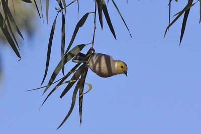 White-plumed Honeyeater (Lichenostomus penicillatus)