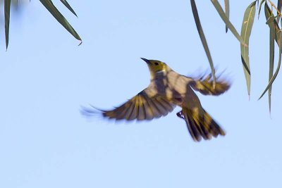 White-plumed Honeyeater (Lichenostomus penicillatus)