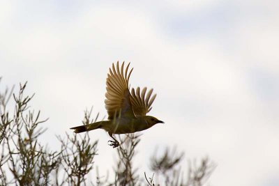 White-plumed Honeyeater (Lichenostomus penicillatus)