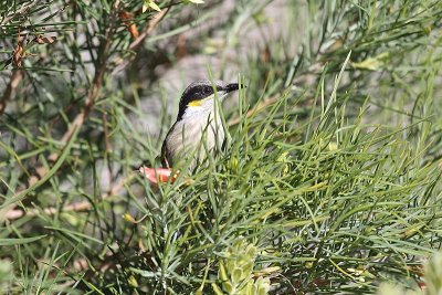 Singing Honeyeater (Lichenostomus virescens)
