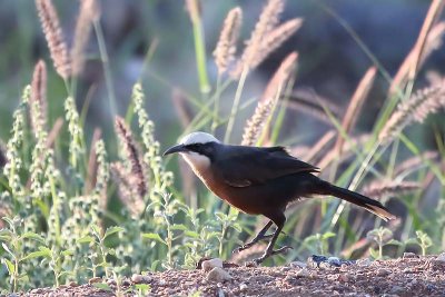 Grey-crowned Babbler (Pomatostomus temporalis)