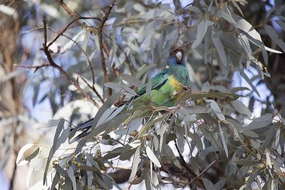 Australian Ringneck (Barnardius zonarius)