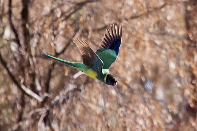 Australian Ringneck (Barnardius zonarius)