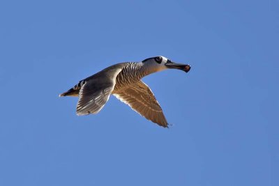 Pink-eared Duck (Malacorhynchus membranaceus)
