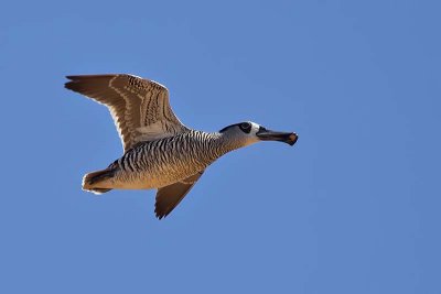 Pink-eared Duck (Malacorhynchus membranaceus)