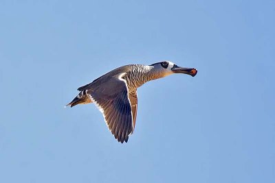 Pink-eared Duck (Malacorhynchus membranaceus)
