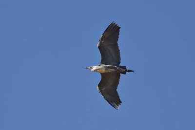 White-necked Heron (Ardea pacifica)