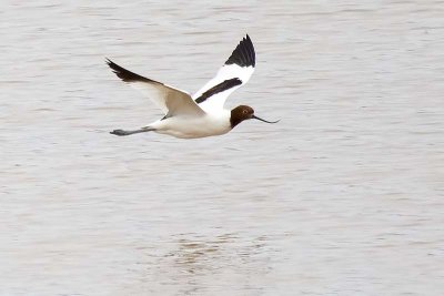 Red-necked Avocet (Recurvirostra novaehollandiae)