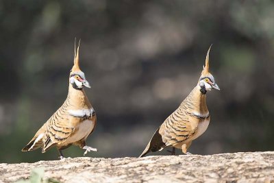Spinifex Pigeon (Geophaps plumifera)