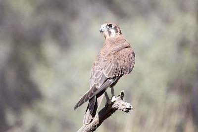 Brown Falcon (Falco berigora)