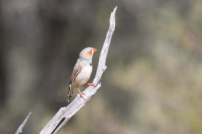 Zebra Finch (Taeniopygia guttata) -- male