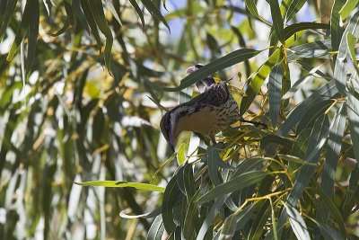 Spiny-cheeked Honeyeater (Acanthagenys fufogularis)