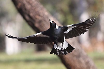 Australian Magpie (Gymnorhina tibicen)