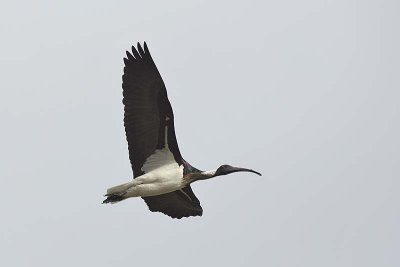 Straw-necked Ibis (Threskiornis spinicollis)