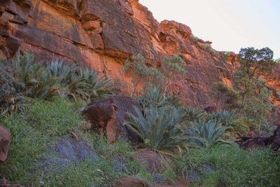 Palm Valley, Northern Territory, Australia