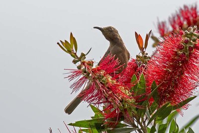 Dusky Honeyeater (Myzomela obscura)