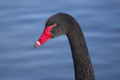 Black Swan (Cygnus atratus)