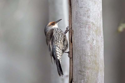 Red-browed Treecreeper (Climacteris erythrops)