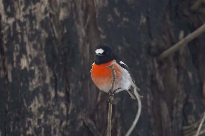 Scarlet Robin (Petroica boodang) -- male