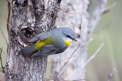 Eastern Yellow Robin (Eopsaltria australis)