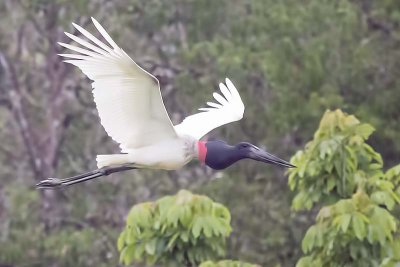 Jabiru (Jabiru mysteria)