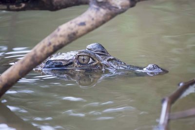 Black Caiman (Melanosuchus niger)