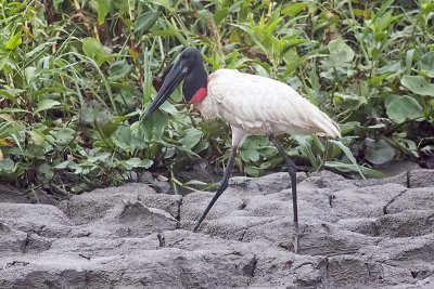 Jabiru (Jabiru mysteria)