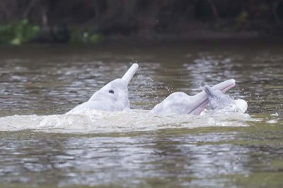 Pink River Dolphin (Inia geoffrensis)