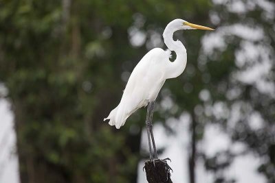 Great Egret (Ardea alba)