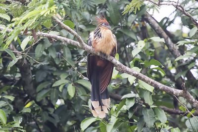 Hoatzin (Opisthocomus hoazin)