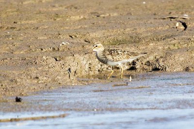 Spotted Sandpiper (Actitis macularis)