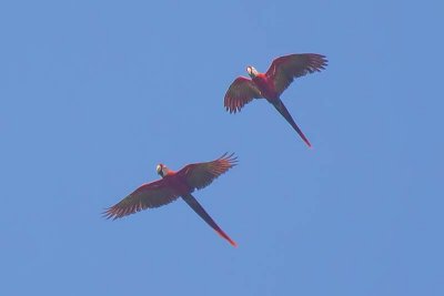 Scarlet Macaw (Ara macao)