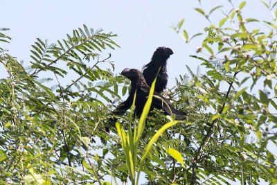 Smooth-billed Ani (Crotophaga ani)