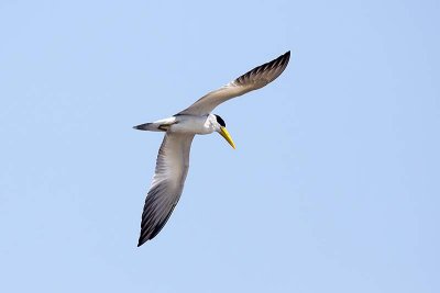 Large-billed Tern (Phaethusa simplex)