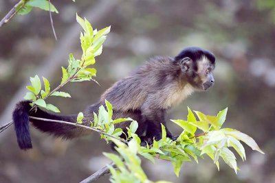 Black Capuchin (Cebus negrifrons)