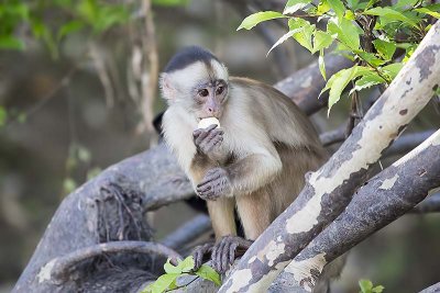 White-fronted Capuchin (Cebus albifrons)