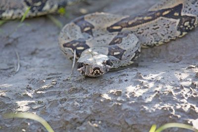 Red-tailed Boa (Boa constrictor constrictor)