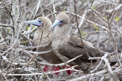 Red-footed Booby (Sula sula)