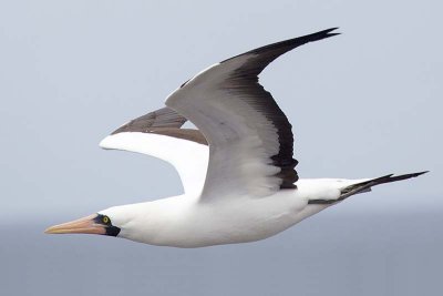 Nazca Booby (Sula granti)