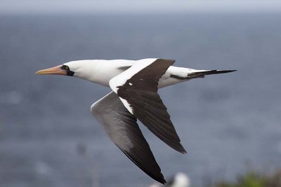 Nazca Booby (Sula granti)