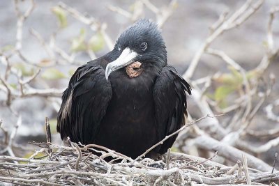 Great Frigatebird (Fregata Minor) -- male