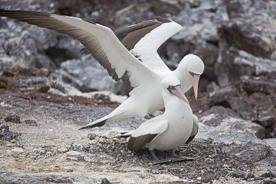 Nazca Booby (Sula granti)
