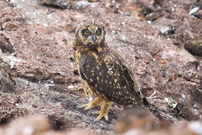 Short-eared Owl (Asio flammeus)