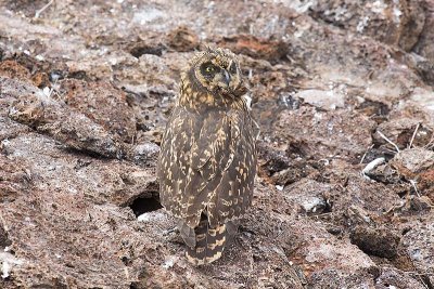 Short-eared Owl (Asio flammeus)