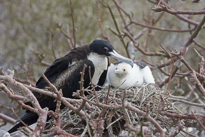 Great Frigatebird (Fregata Minor) -- female with chick