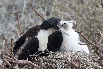 Great Frigatebird (Fregata Minor) -- female with chick