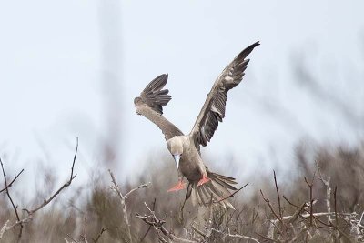 Red-footed Booby (Sula sula)
