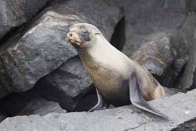 Galápagos sea lion (Zalophus wollebaeki)