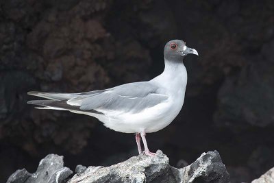Swallow-tailed Gull (Creagrus furcatus)