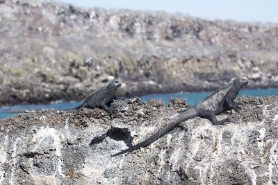 Marine Iguana (Amblyrhynchus cristatus)